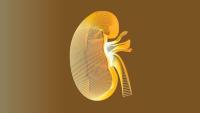 Illustration of kidney
